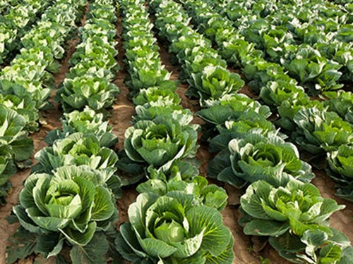 Understanding Numeracy