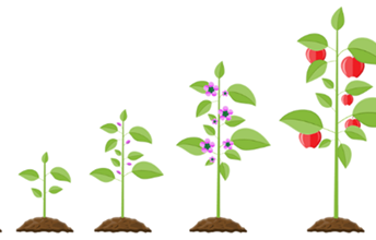 Fruit fractions: Growing with fruit Image