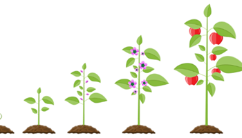 Fruit fractions: Growing with fruit Image