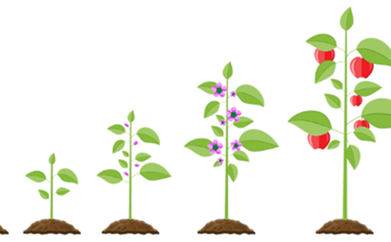 Fruit fractions: Growing with fruit Image