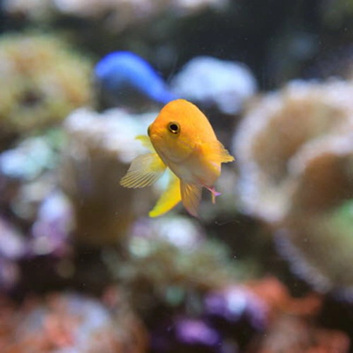 554T9517 287007335330 29