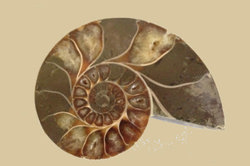 Mathematical modelling (Algebra): Year 10 – planning tool Image