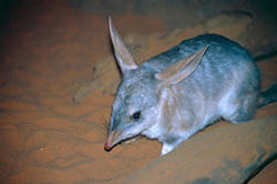 Where’s the mankarr? Video observation data: Part 1 Image