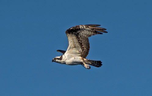 Osprey in flight