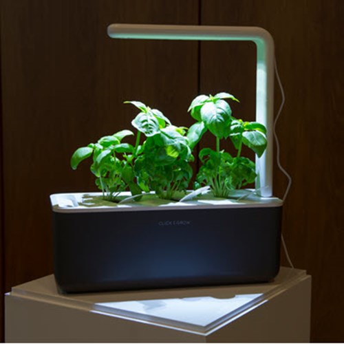 Photo of a basil plant growing in an indoor planter box