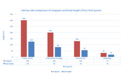 Osprey bird dimensions Image