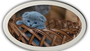 Assessment: Mathematical Modelling: A kitten for free? Image