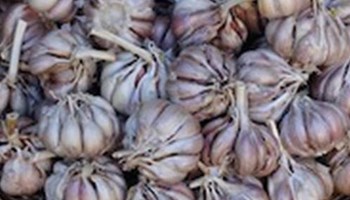 Growing garlic Image