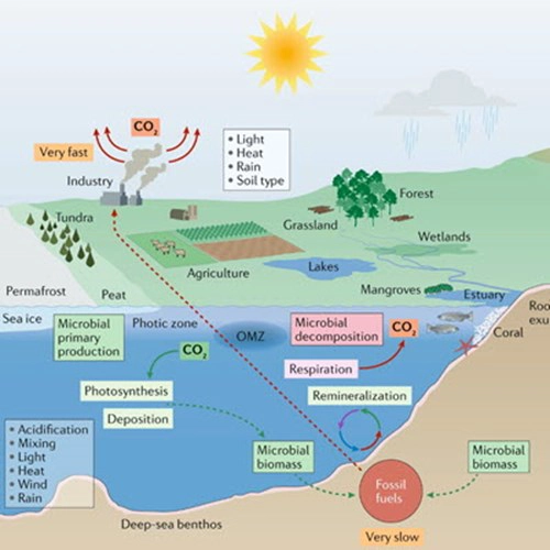 Microorganisms And Climate Change