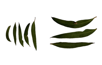 Yuendumu leaf game: create a poster Image