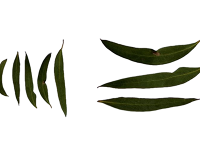 Yuendumu leaf game: create a poster Image