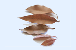 Yuendumu leaf game: Introduction Image