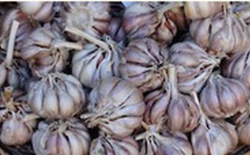 Growing garlic Image
