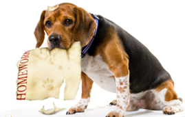 The dog ate my homework Image