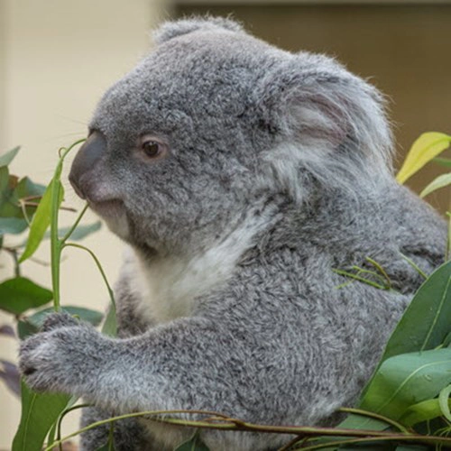 Phascolarctos Cinereus In Tiergarten Schönbrunn 24 July 2020 Jm 285 29