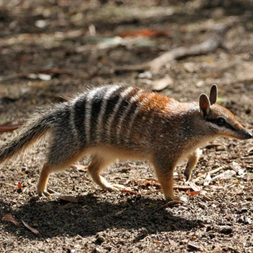 Numbat