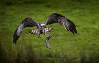 Osprey ranking threats Image