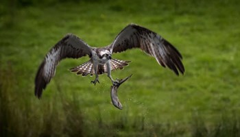 Osprey ranking threats Image