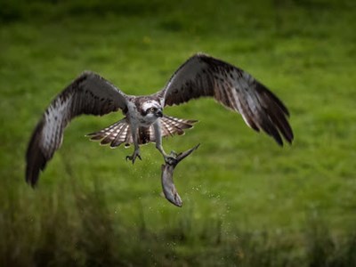 Osprey ranking threats Image