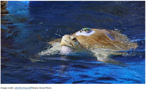 Turtles: Exploring data tracking turtle movements Image