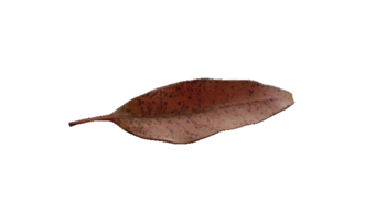 Yuendumu leaf games: representing stories Image