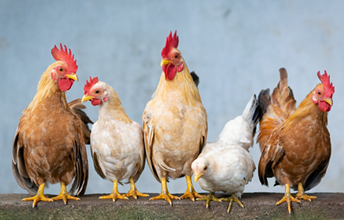 Farm fence fractions Image