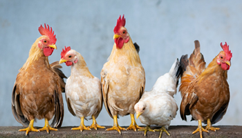 Farm fence fractions Image