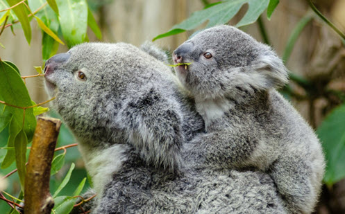 Decimals: Adding and subtracting Image