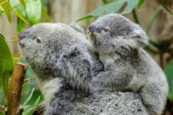 Decimals: Adding and subtracting Image