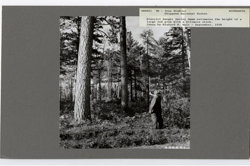 reSolve: Tree biomass Image