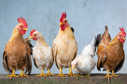 Farm fence fractions Image