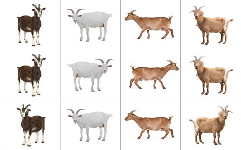 Equal sharing using multiplication Image