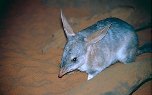 Image of bilby