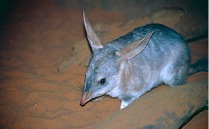 Where’s the mankarr? Video observation data: Part 1 Image