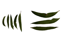 Yuendumu leaf games: Create a poster Image