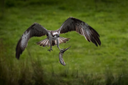 Osprey ranking threats Image